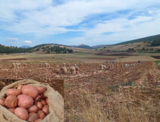 Sagra della Patata Rossa di Colfiorito