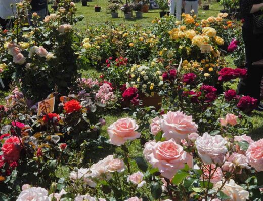 Perugia Flower Show